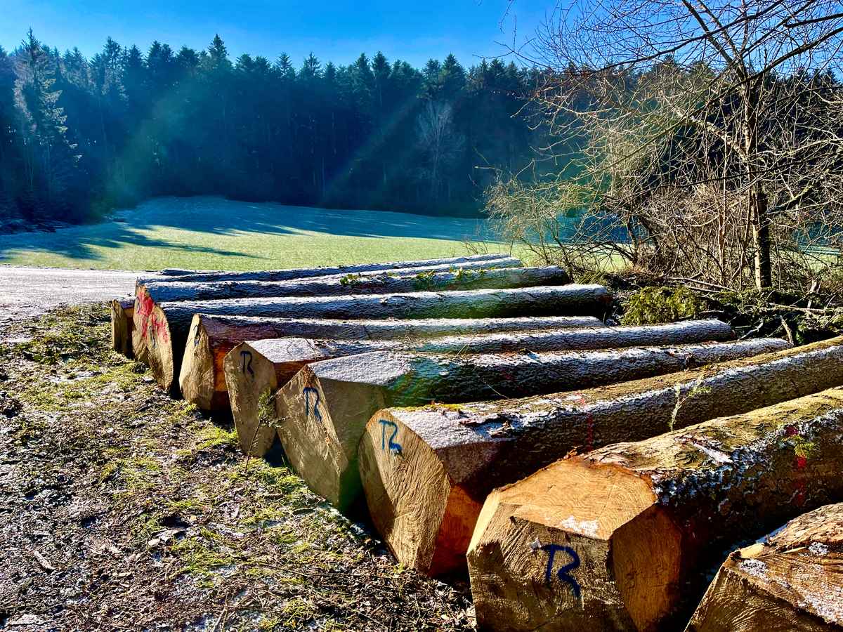 Im Winter ist Holzernte