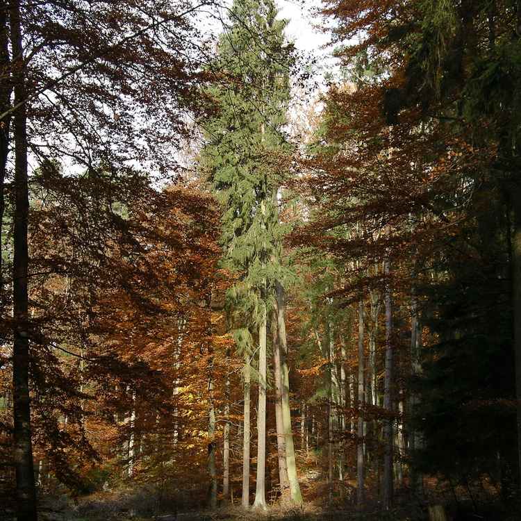 Platane in der Abendsonne