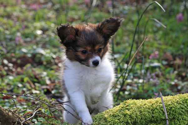 Philomena ein Papillon