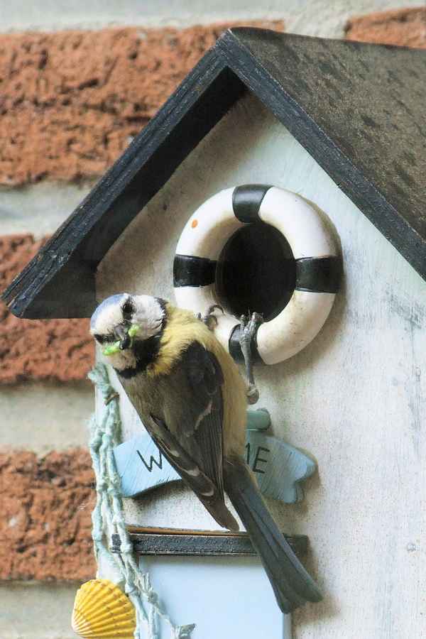 Futter für den Nachwuchs , Blaumeise