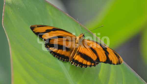 Dryadula phaetusa