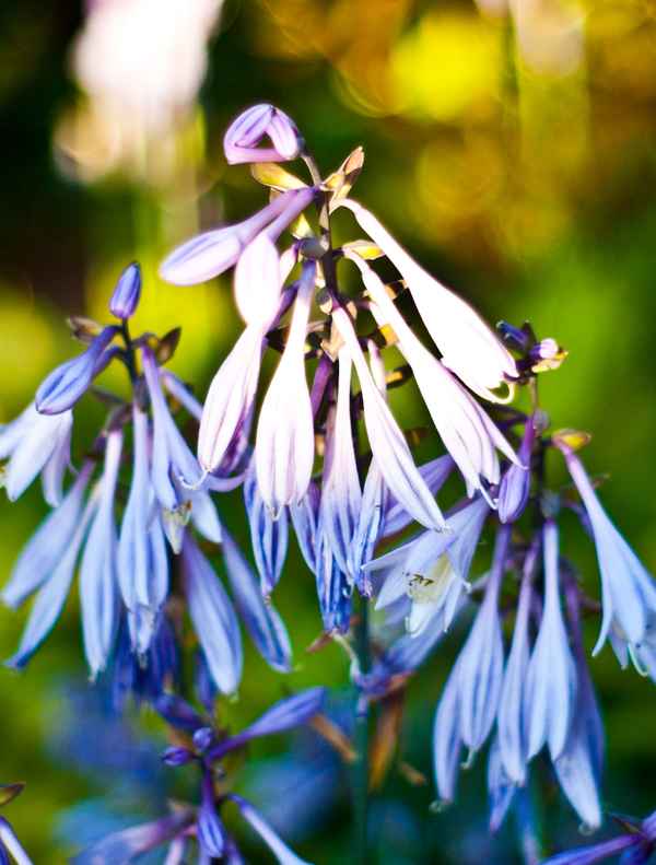 Funkienblüte
