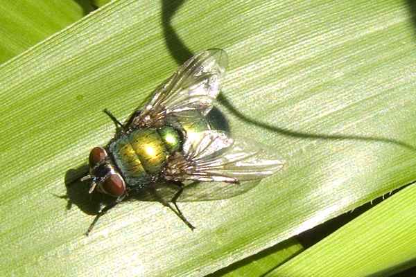 Schmeißfliege die 2te