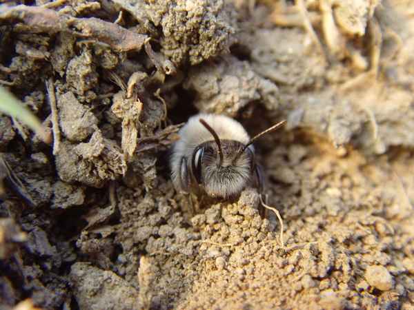 Erd- bzw. Sandbiene beim graben ihres Nestes