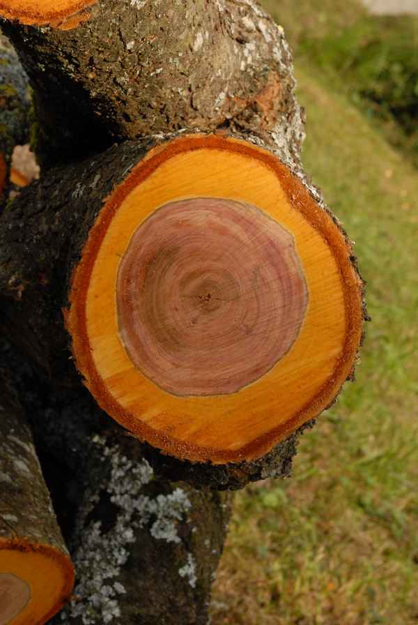 Schnittfläche Zwetschkenbaum