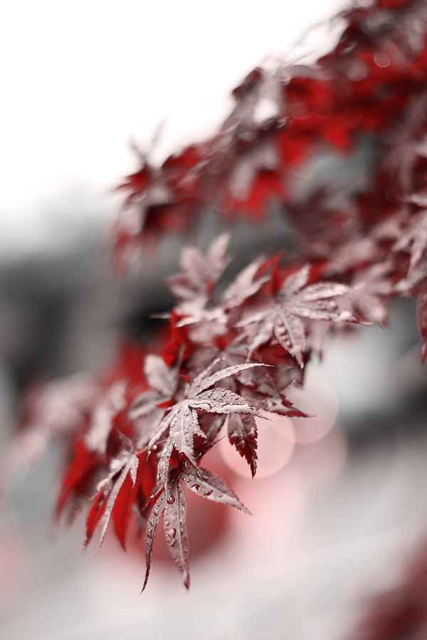 rote Pracht