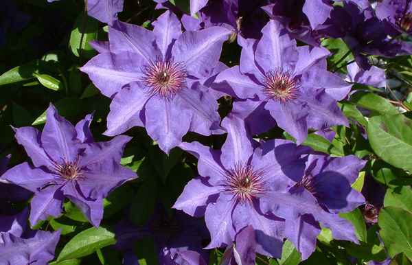 Clematis The President 2