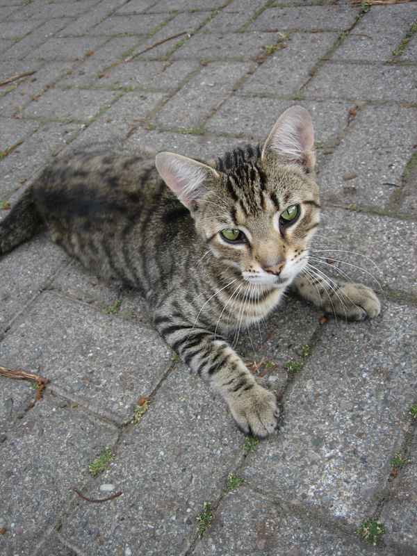 Katze auf Bauernhof 2