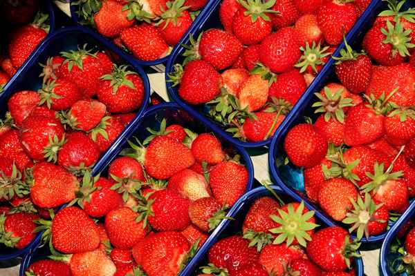 erdbeerzeit 2