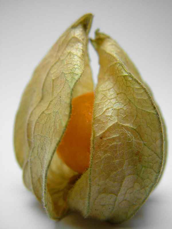 Physalis