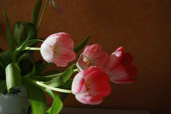  Tulpen