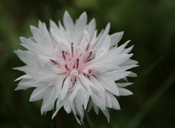 Kornblume weiss