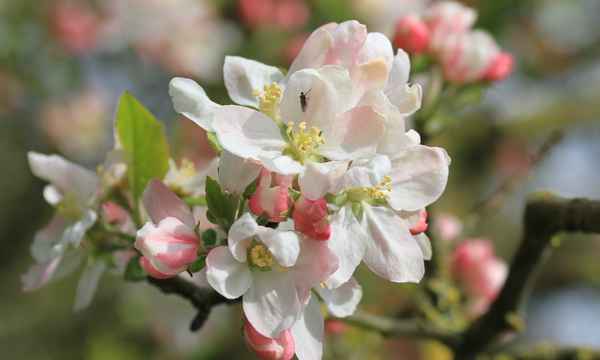 schöner vom herrenhut blüte
