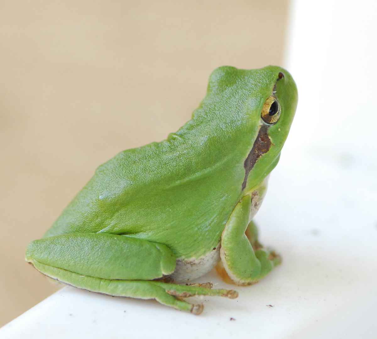 Der kleine grüne Frosch