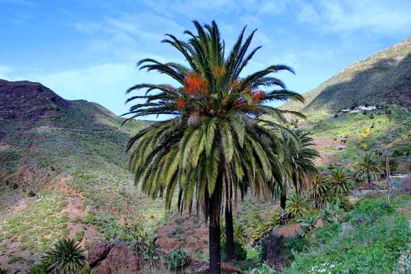 unterwegs auf Teneriffa