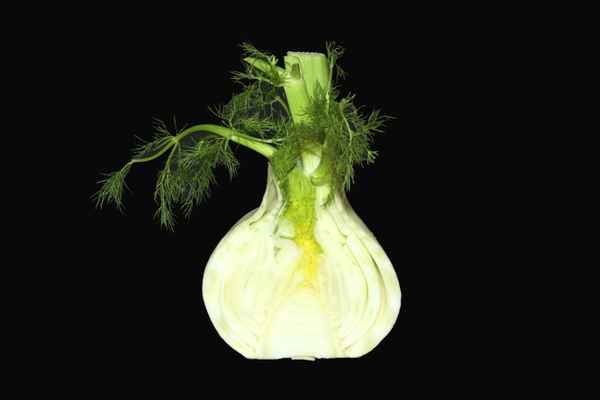 Fenchel g
