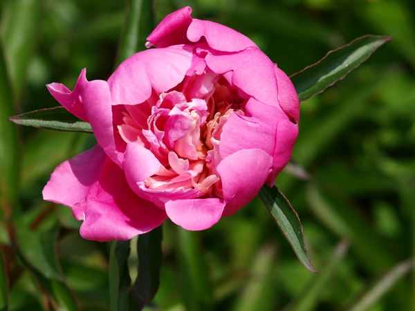 aufgehende Pfingstrose