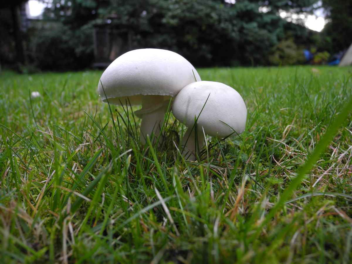 Wiesenchampignons