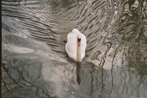 Schwan im Wasser