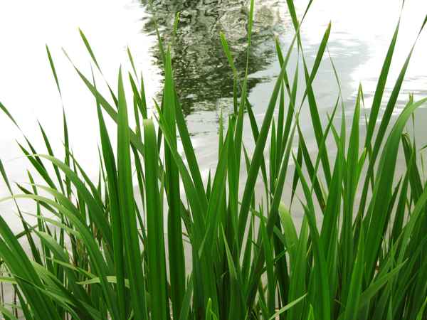 Grün am Teich