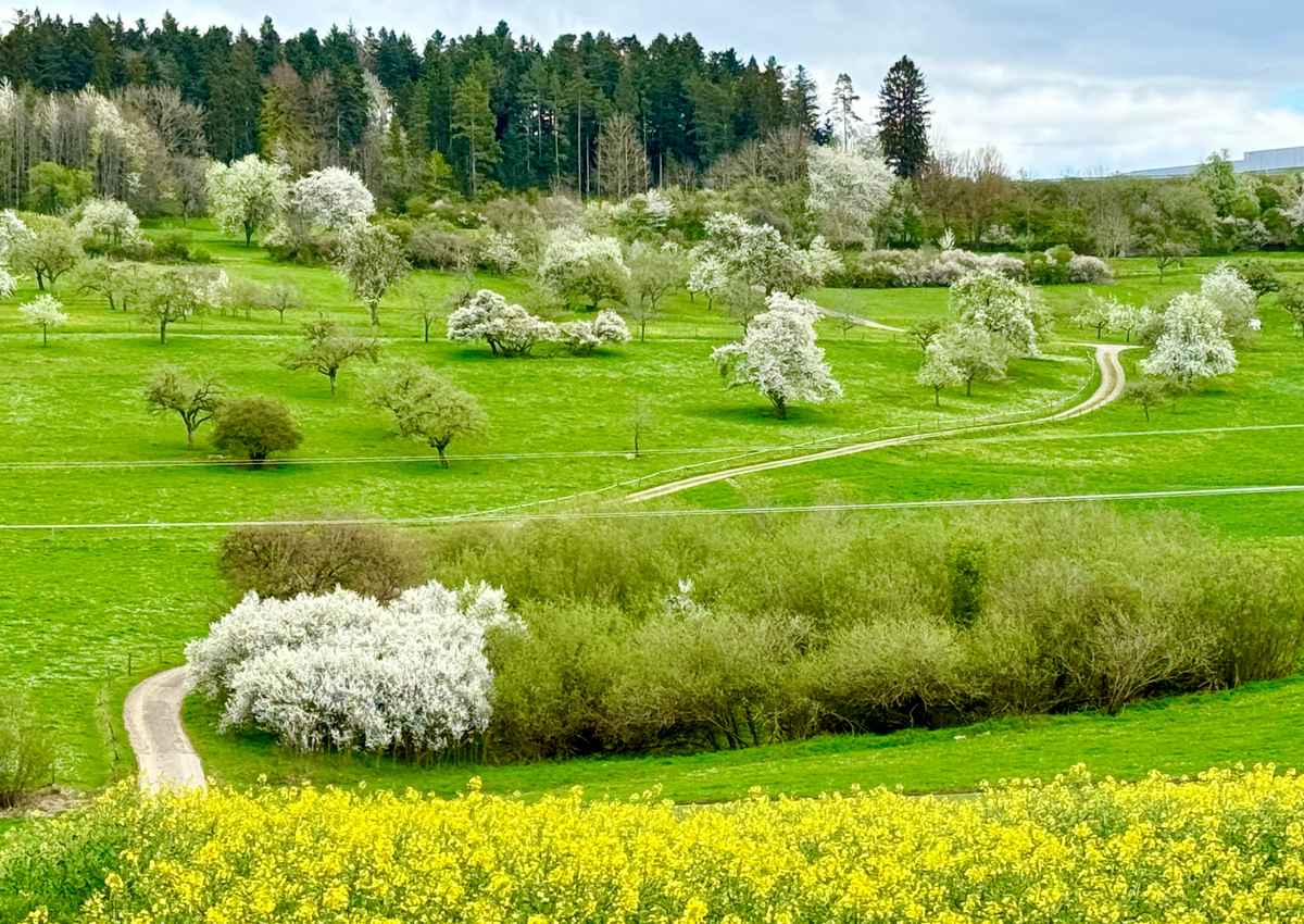 Weg in den Frühling_2