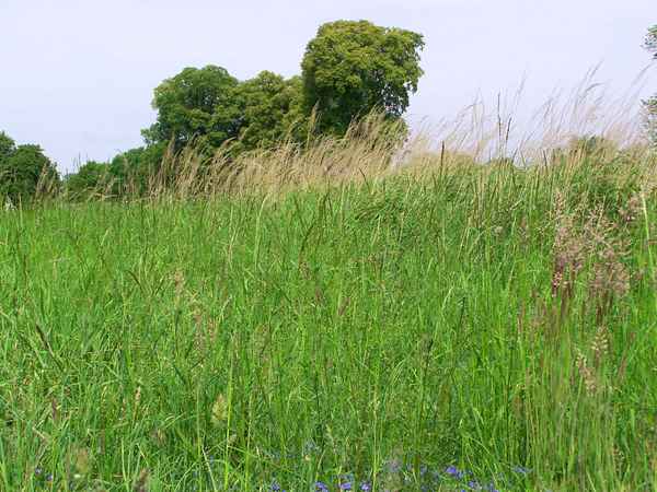 Auf der Wiese habe ich gelegen und ich habe Gras gekaut ... 2