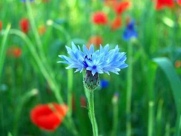 Kornblume