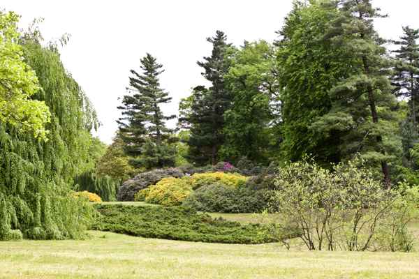 Rhododendron