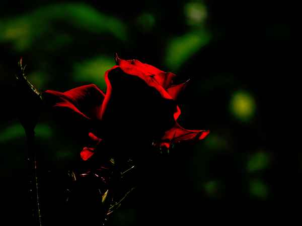 rosenrot 3