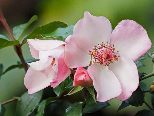 die feine englische lady