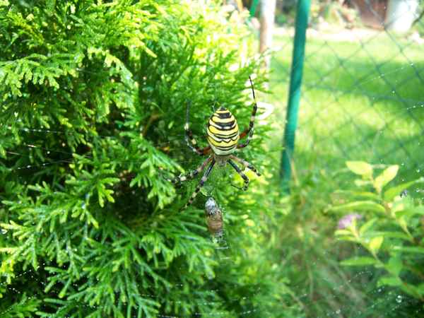 Riesen Spinne