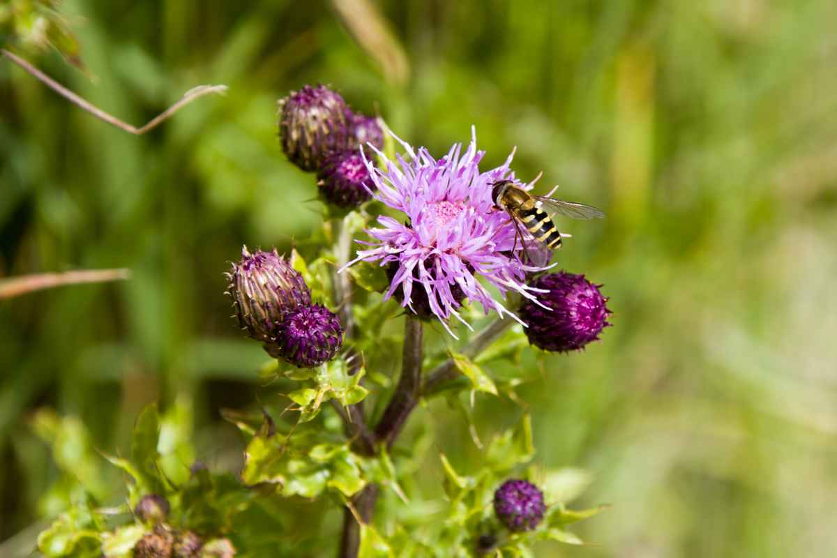 Distelblüte mit gestreiftem Besuch