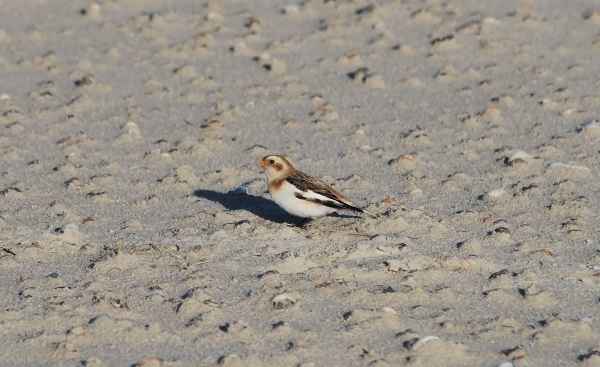 Schneeammer am Nordseestrand