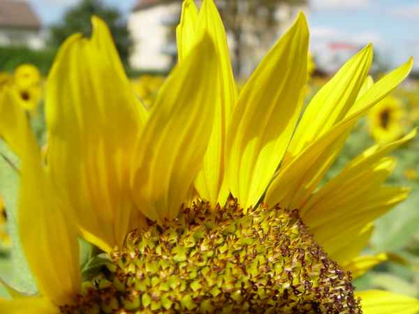 Sonnenblume D