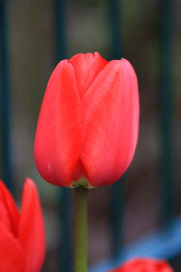 Rote Tulpe