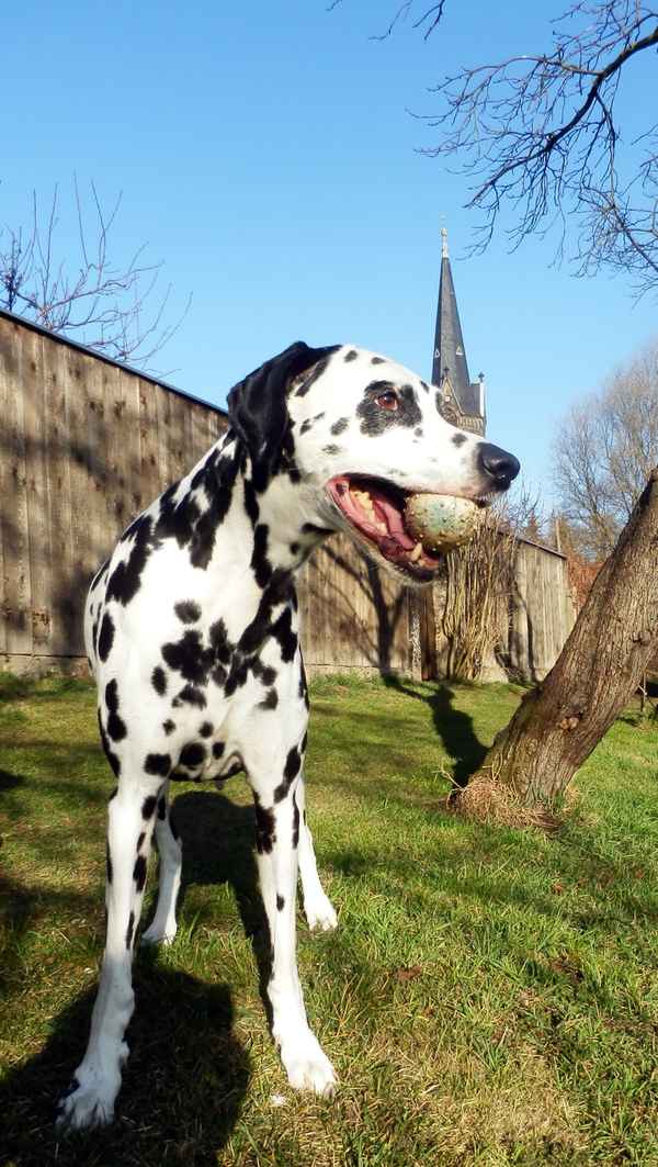 Paul und sein geliebter Ball