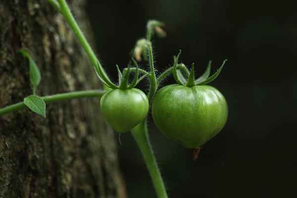 Eigene Tomaten