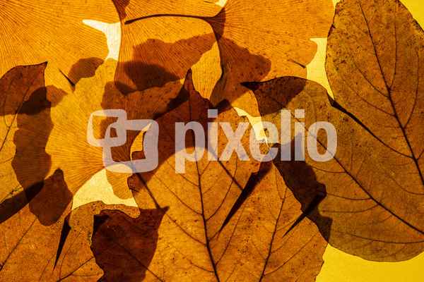 Herbst
