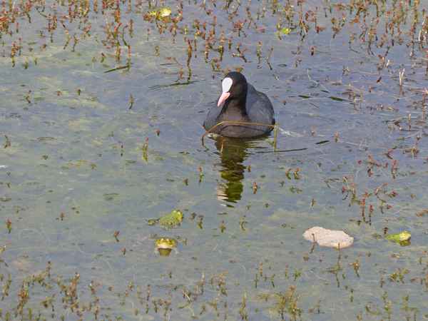 Blässhuhn mit Wasserfröschen