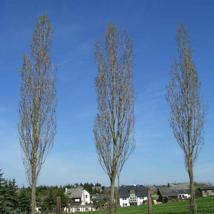 Bäume