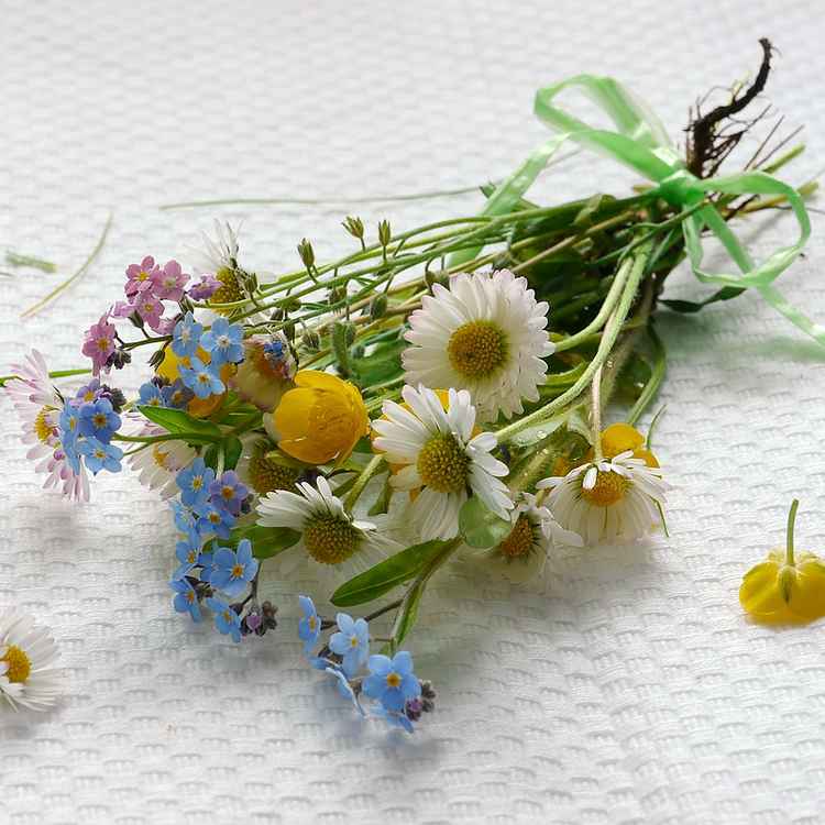 von meiner Wiese . . .