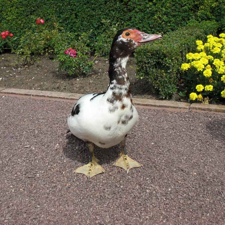 "Plattfuß" der Aufmerksame