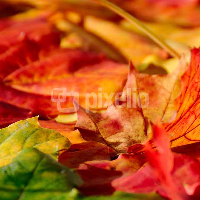 Herbstlaub