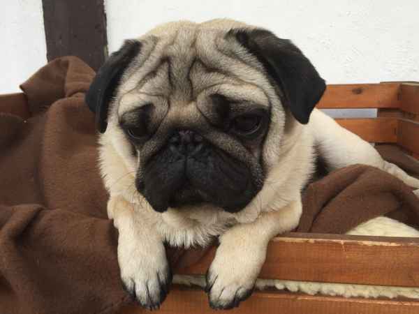Mops