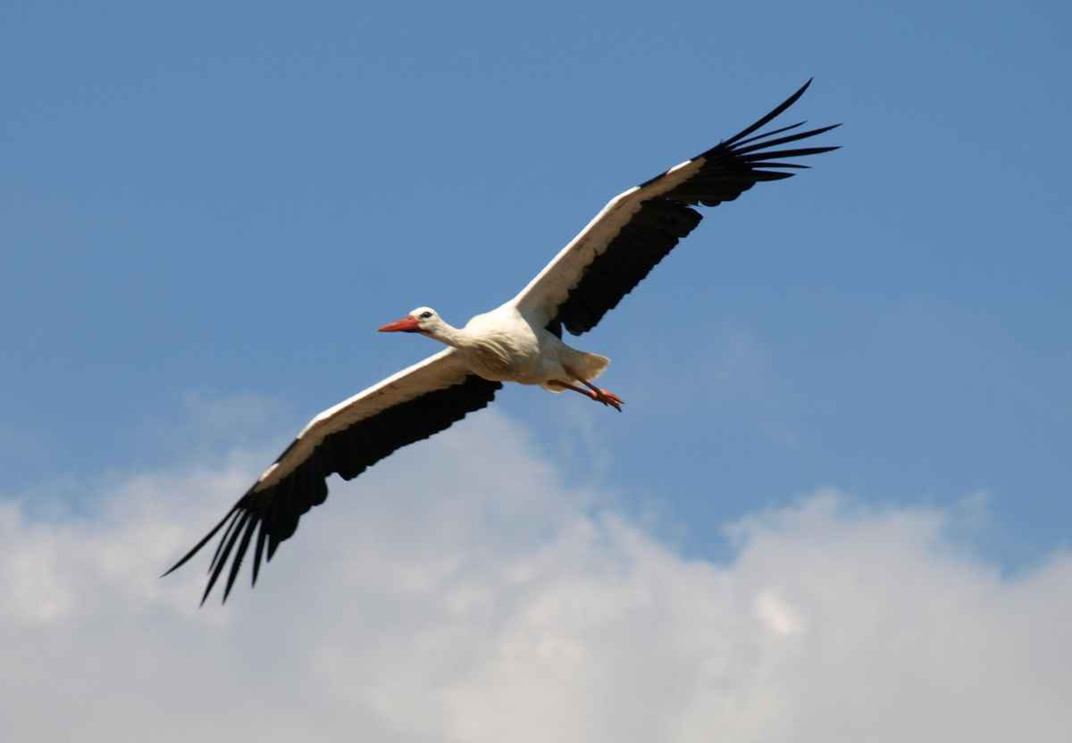 Freiflug nach Afrika_3