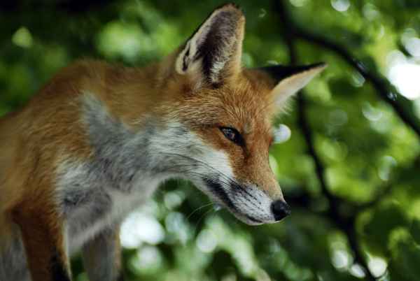 Fuchs