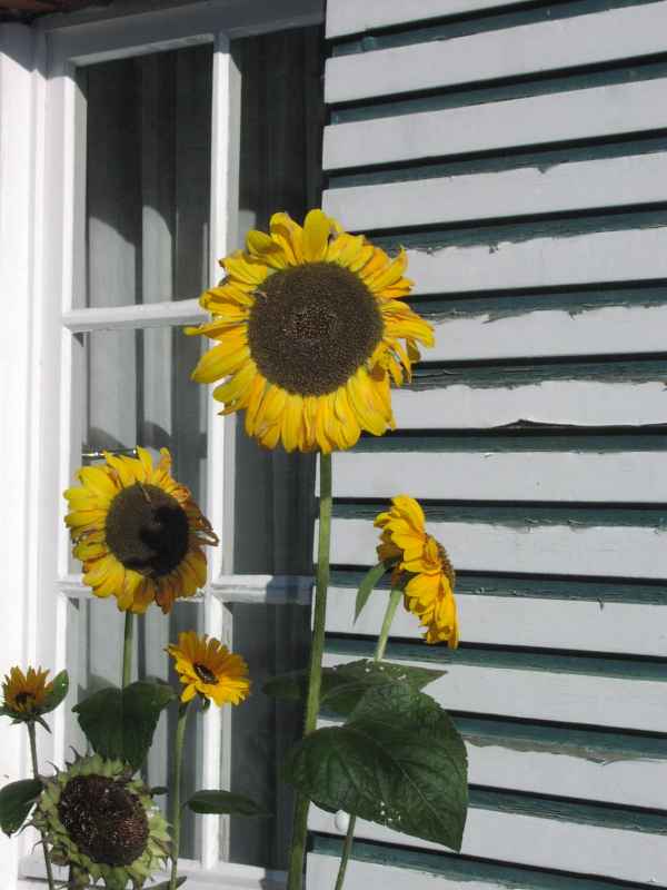 Sonnenblume