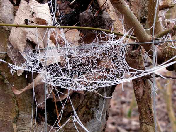 Winterliches Spinnennetz