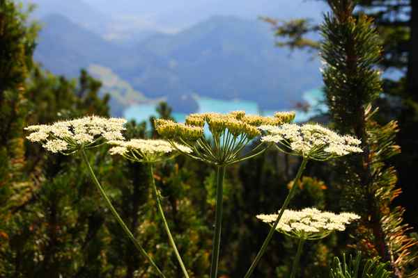 wilder Wiesenkümmel
