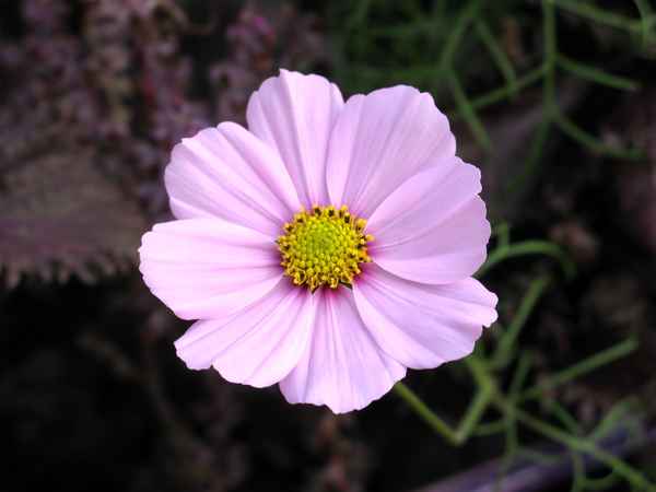 Rosa und zart
